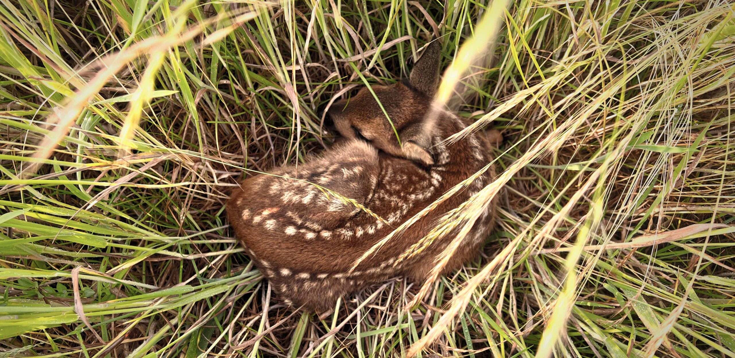 Lire la suite à propos de l’article Drones thermiques : une mission vitale pour sauver les faons